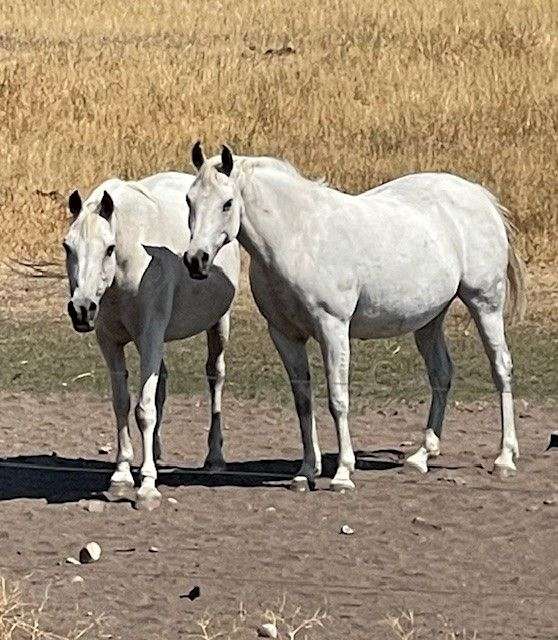 wonderful-trail-arabian-horse