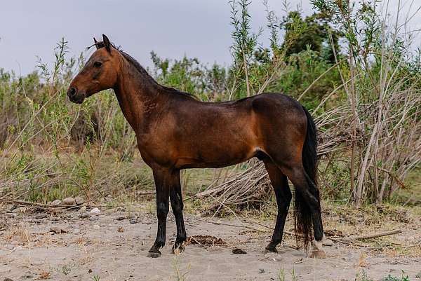 pony-club-hackney