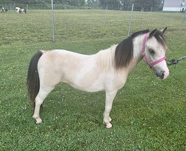 buckskin-pinto-all-around-horse