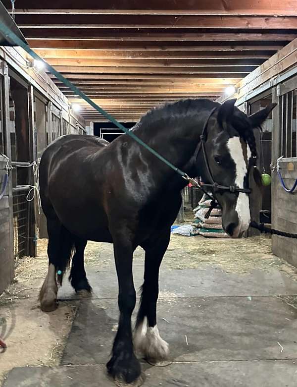 oregon-gypsy-vanner-horse