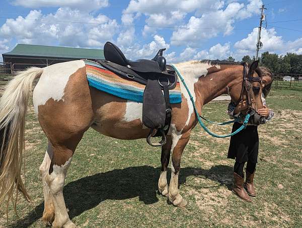 draft-gypsy-vanner-pony