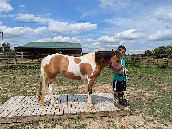 experienced-gypsy-vanner-pony