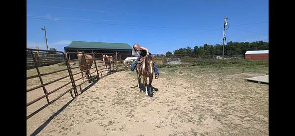 experienced-haflinger-pony