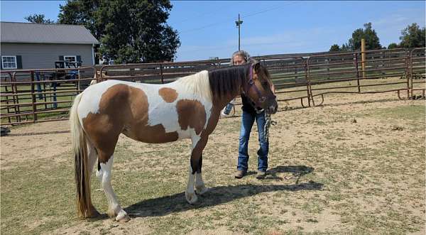 sport-gypsy-vanner-pony