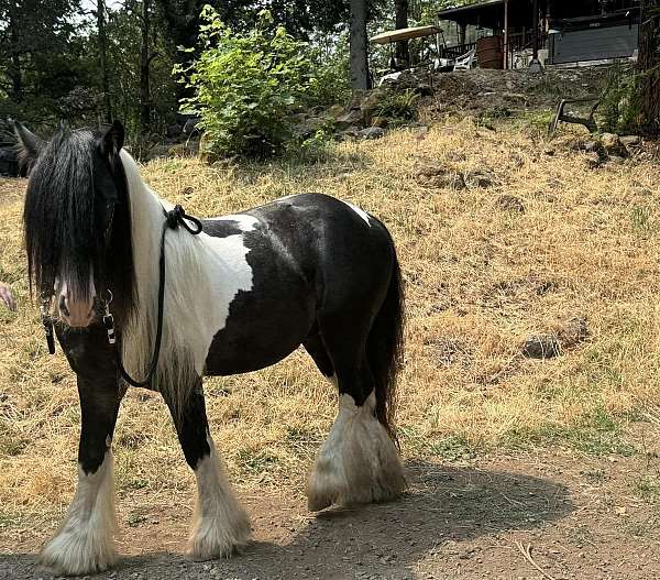 royal-prince-gypsy-vanner-horse