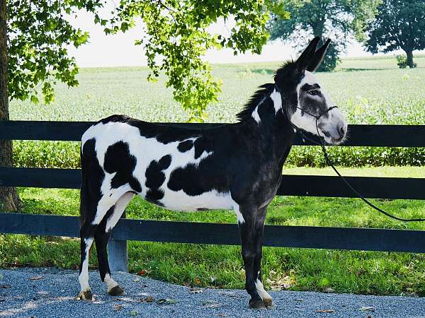 black-white-show-donkey