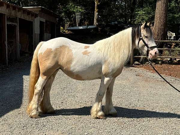 sd-bred-gypsy-vanner-horse