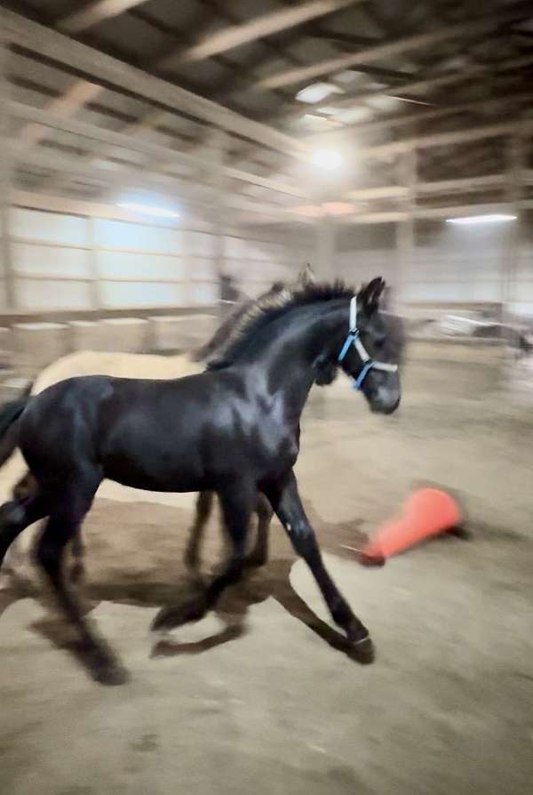 friesian-cross-horse