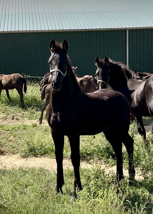 draft-cross-friesian-horse