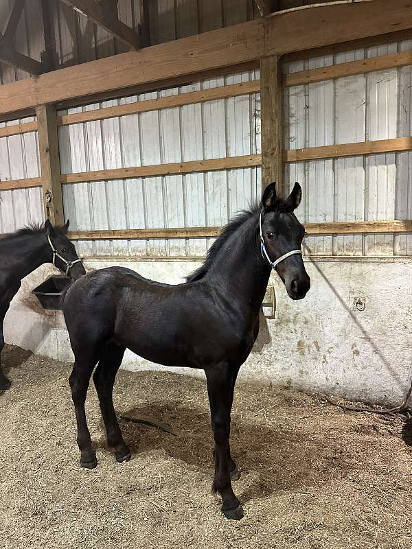 percheron-cross-friesian-horse