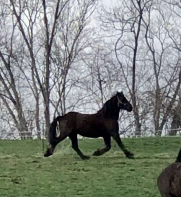 draft-friesian-horse