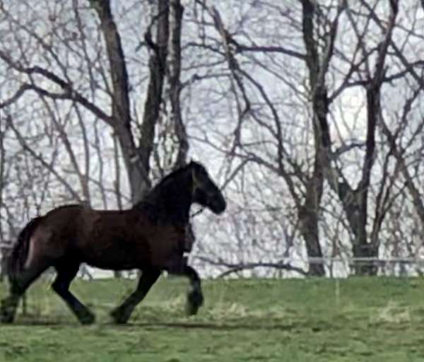 homozygous-black-friesian-horse