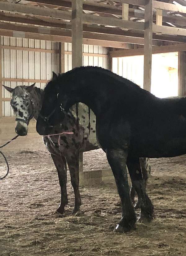 sporthorse-friesian-horse