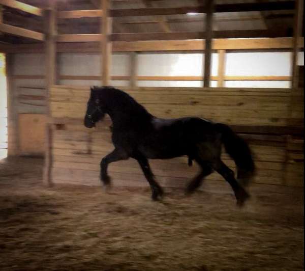 black-friesian-colt