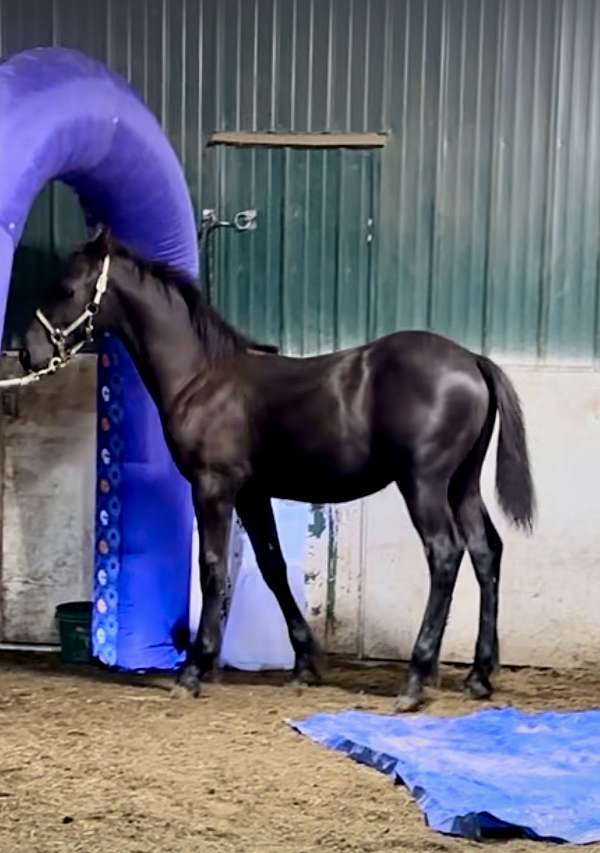 black-none-horse