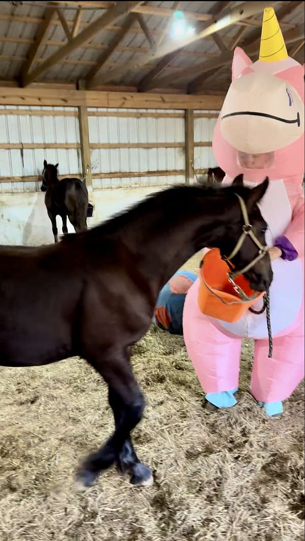 percheron-cross-friesian-horse