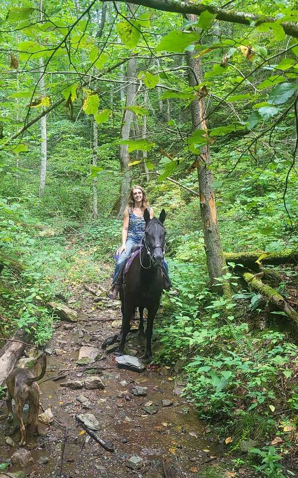 all-around-tennessee-walking-horse