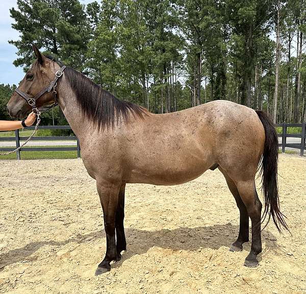 roan-reining-trail-horse