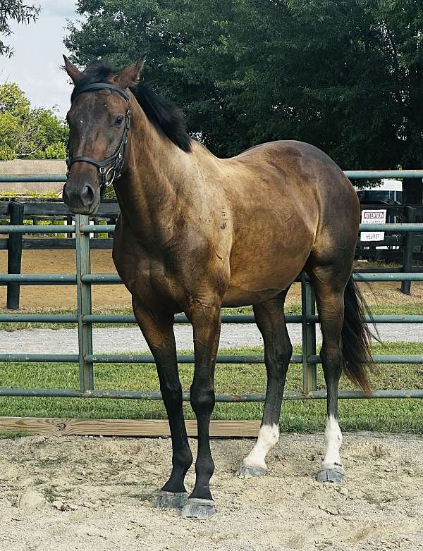 appendix-gelding