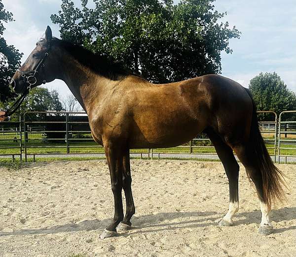 appendix-horse-for-sale