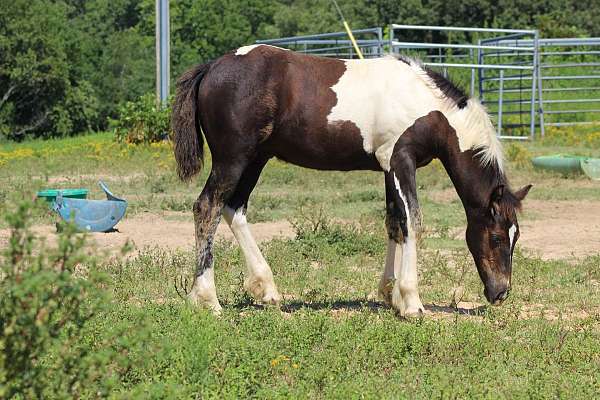 flashy-spotted-pony