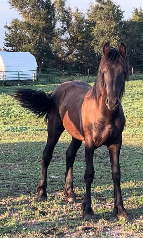 halter-sport-andalusian-friesian-horse