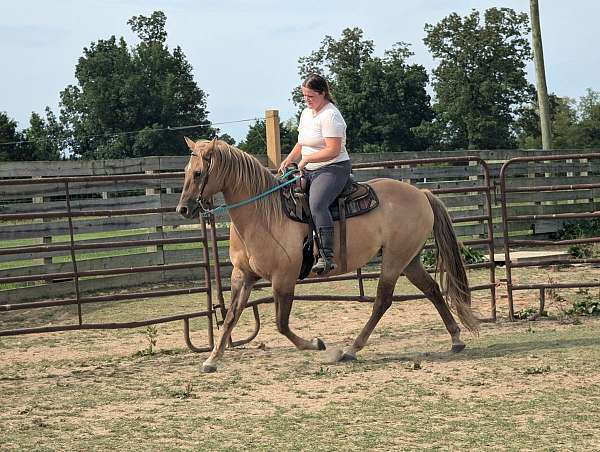 all-around-gelding