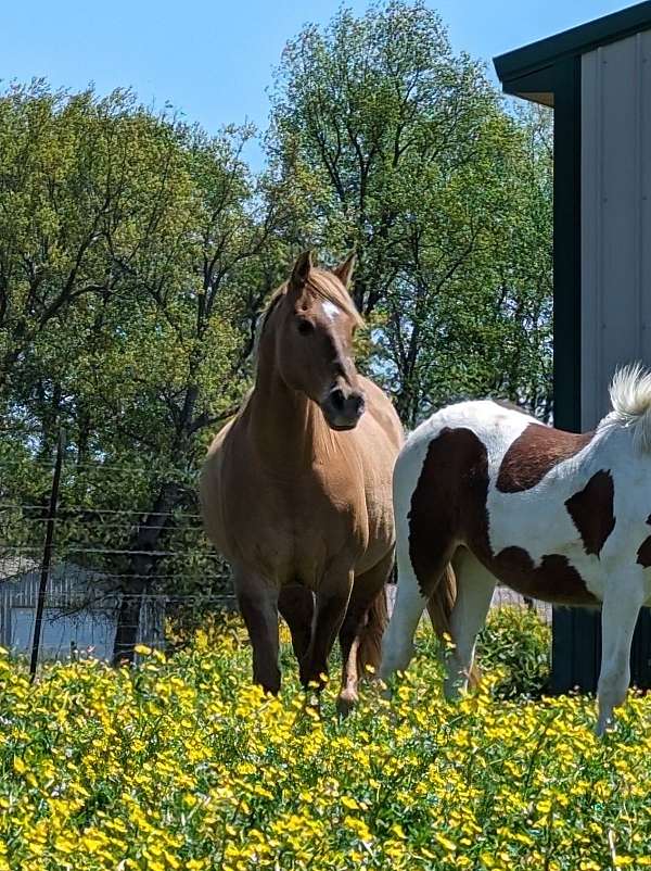 dun-aqha-gelding