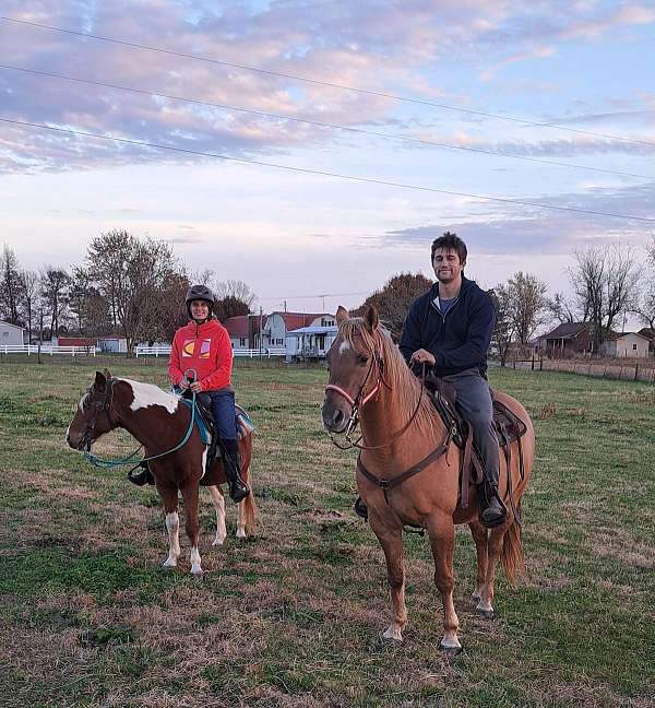 dun-aqha-horse