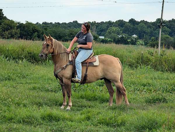 aqha-gelding