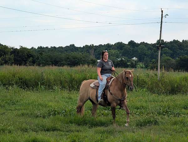 15-hand-quarter-horse-gelding