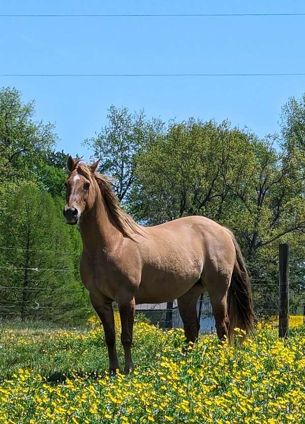 dun-quarter-horse-for-sale