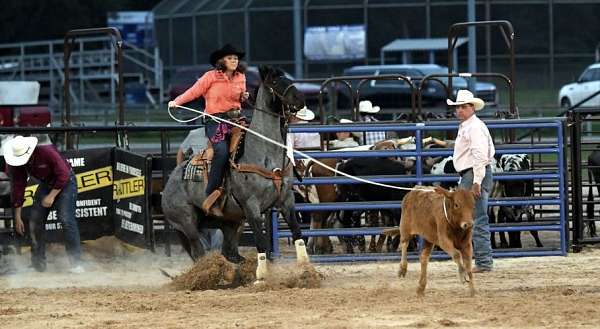 blue-roan-roan-roping-horse