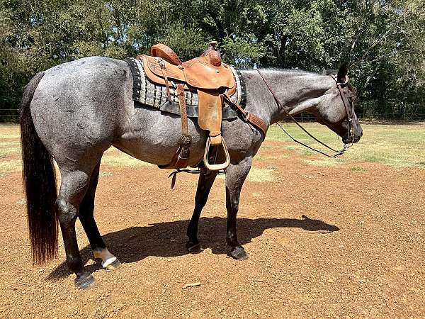 quarter-horse-for-sale