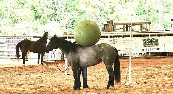 blue-roan-roan-show-horse