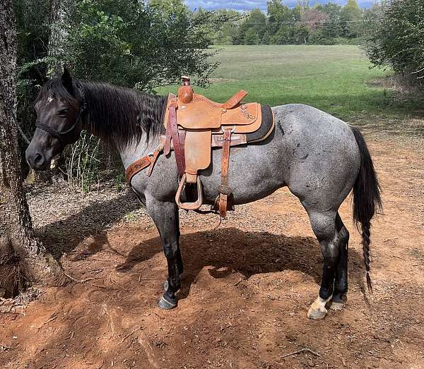 blue-roan-roan-trail-horse