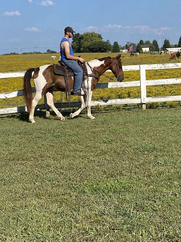 colored-spotted-saddle-horse