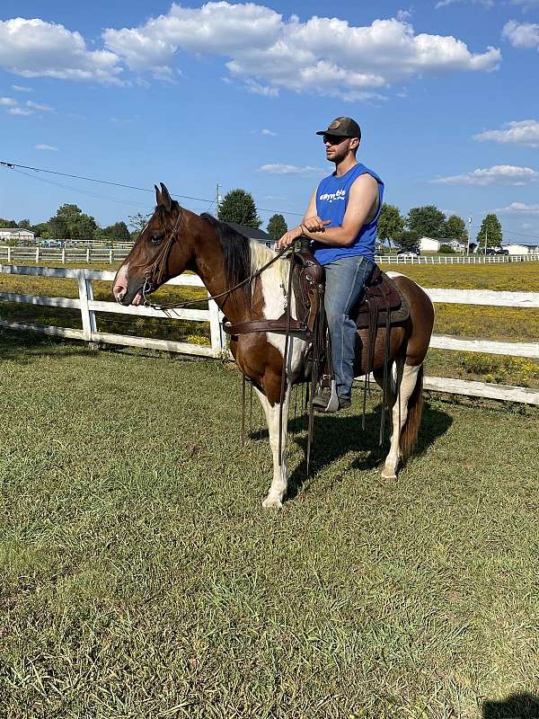 experienced-trail-spotted-saddle-horse