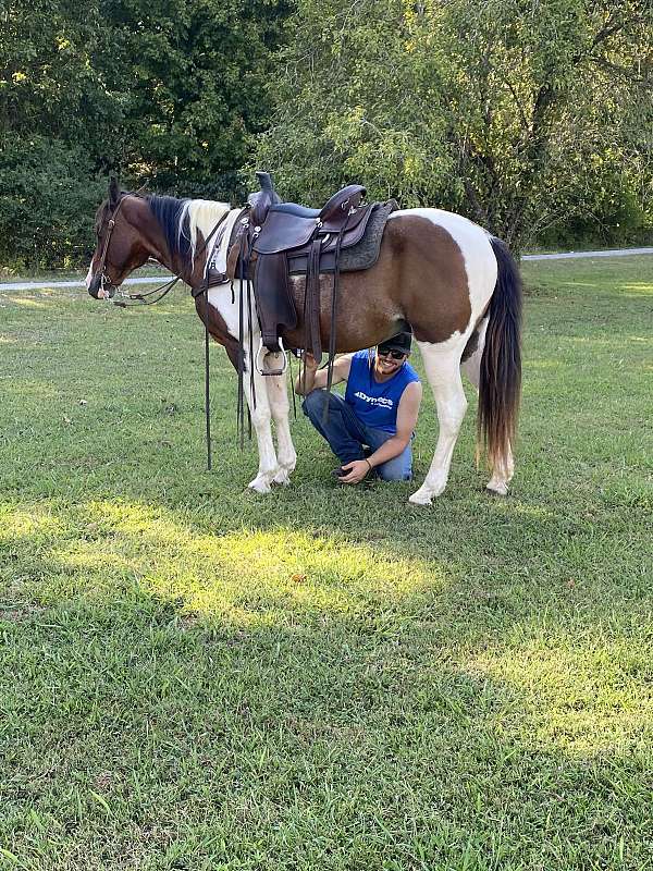 eye-spotted-saddle-horse