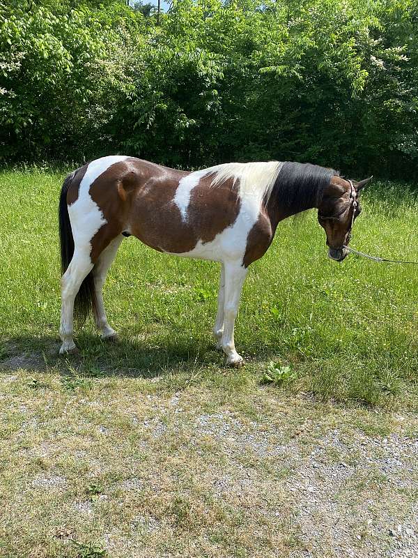 lead-spotted-saddle-horse