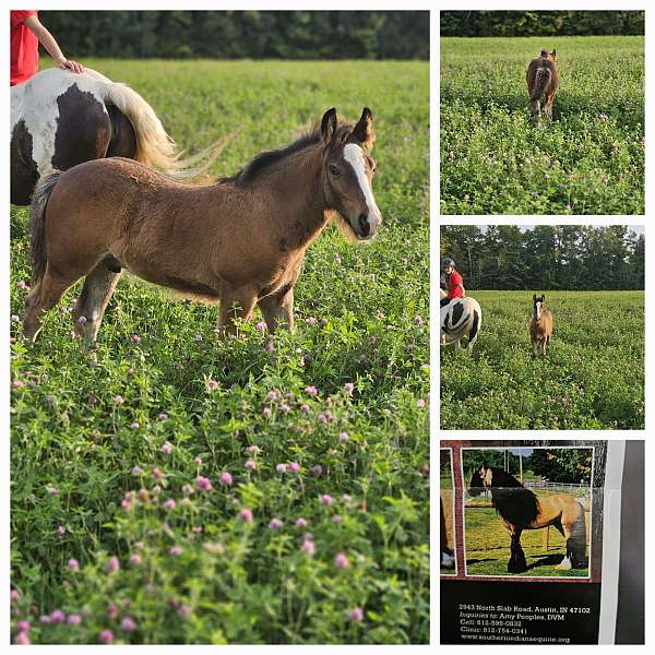 bay-buckskin-gypsy-vanner-colt