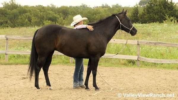 black-rodeo-school-horse