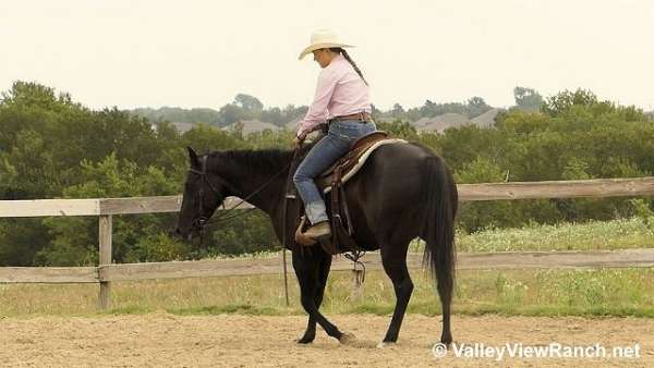 black-gymkhana-horse