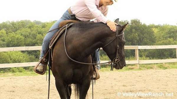 black-quarter-horse-mare