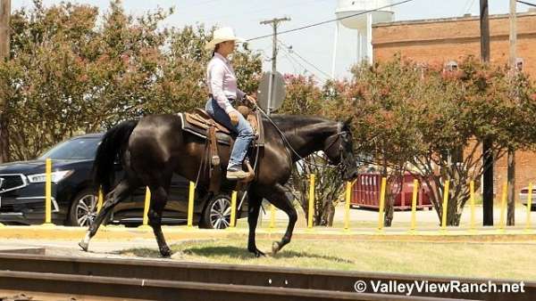 gymkhana-quarter-horse