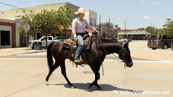 playday-quarter-horse