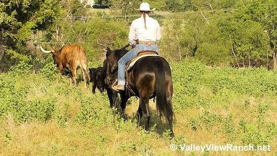 pole-quarter-horse