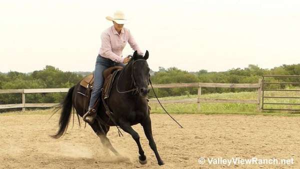 rodeo-school-mare-broodmare