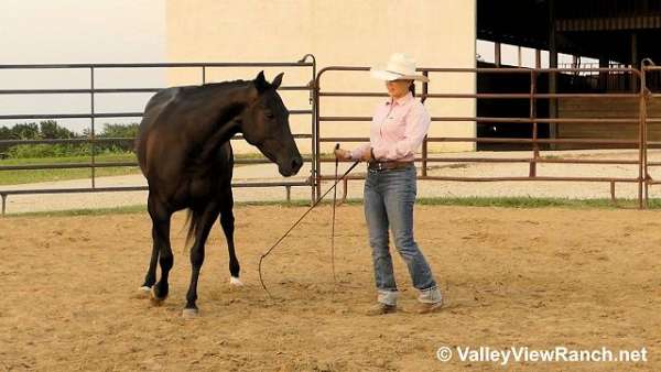 trail-quarter-horse