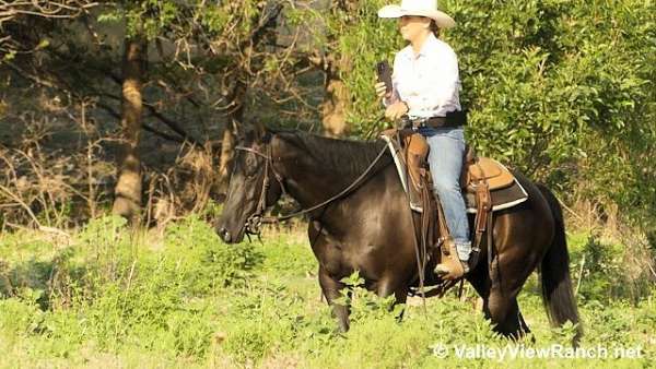 black-pole-horse